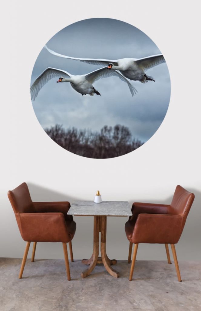 Círculo de empapelado de cisnes voladores