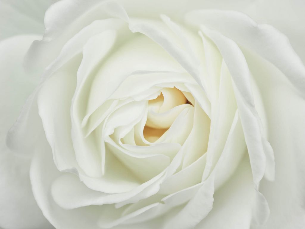 Rosa blanca