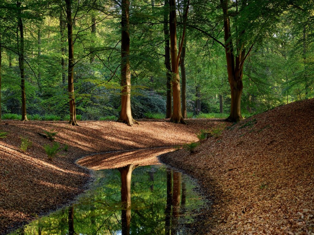 Arroyo en el bosque