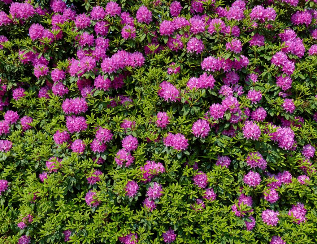Gran muro de rododendros
