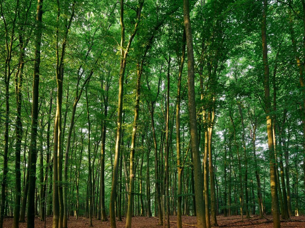 Bosque verde