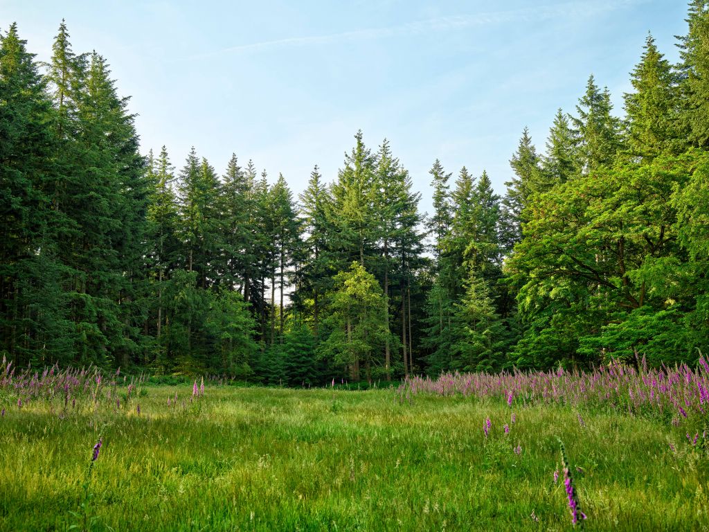 Espacio abierto en el bosque