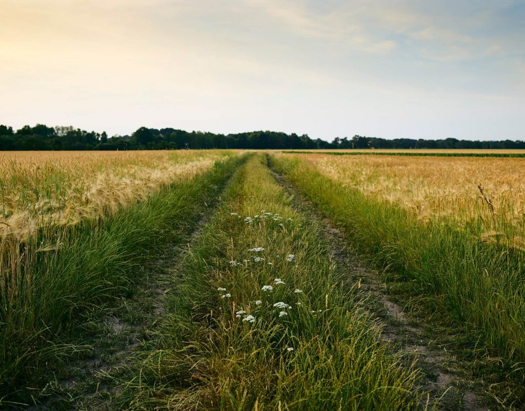 Pista en el campo de maíz