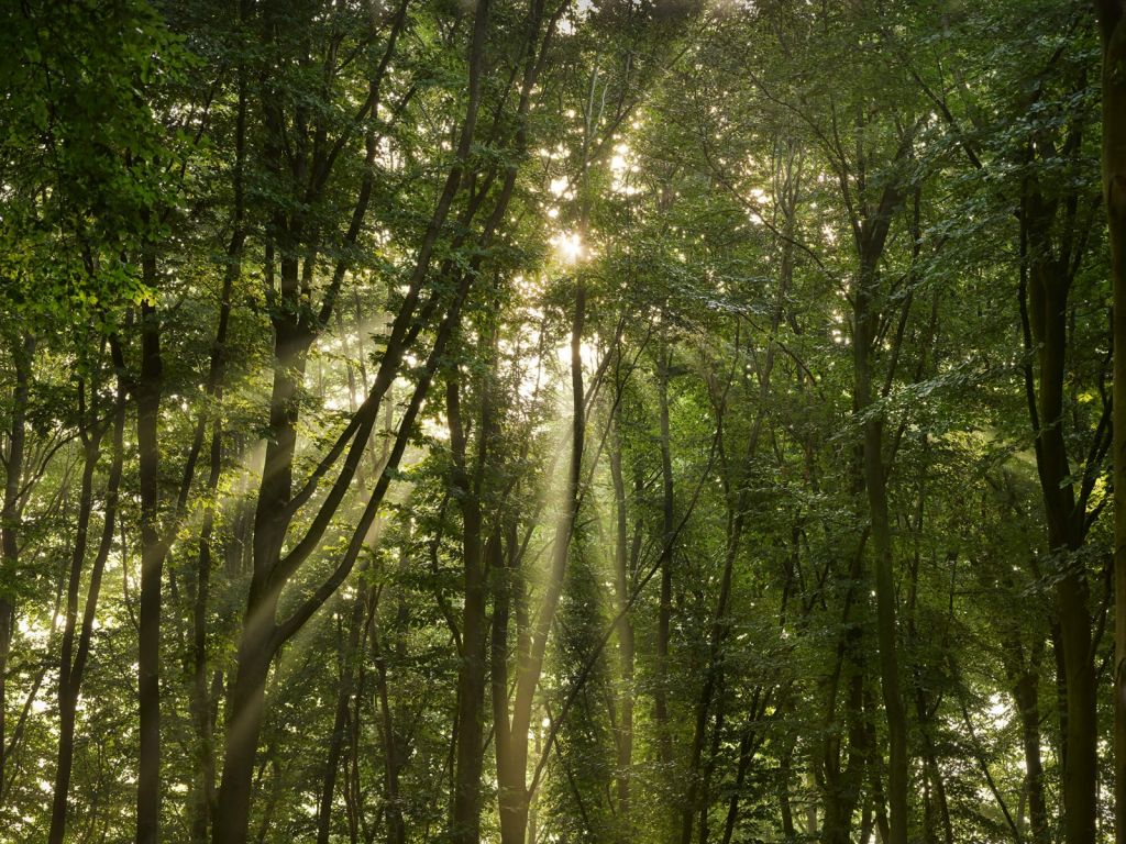 Rayos de sol en el bosque