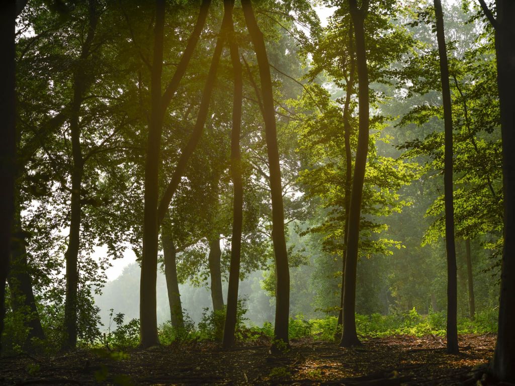 Bosque bajo el sol de la mañana