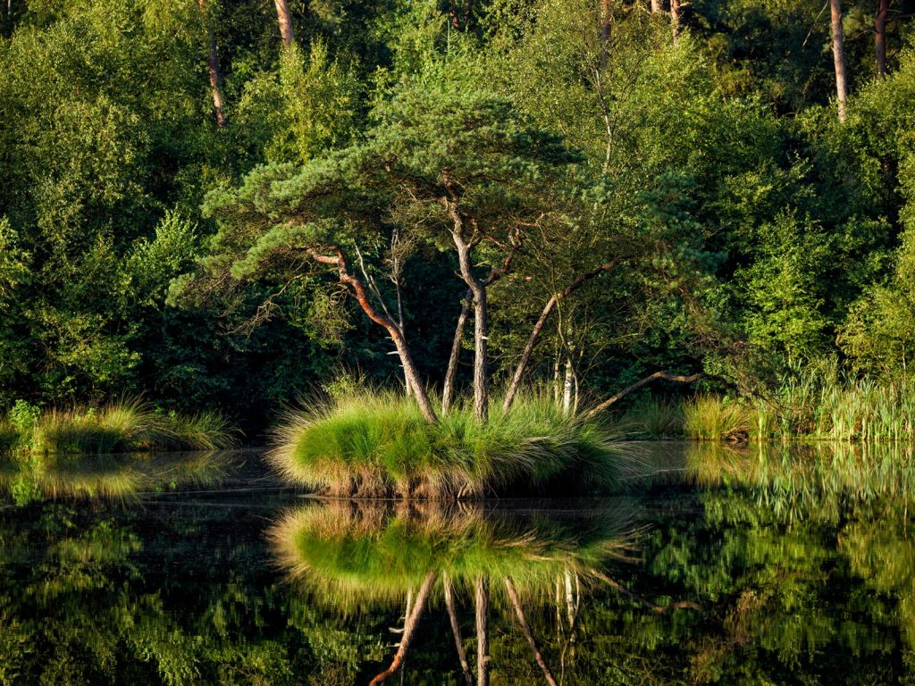 Isla en el lago del bosque