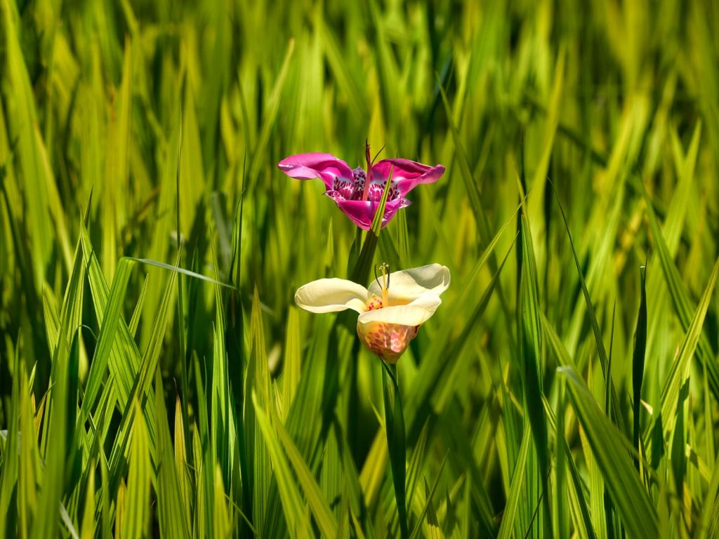 Flores de tigre