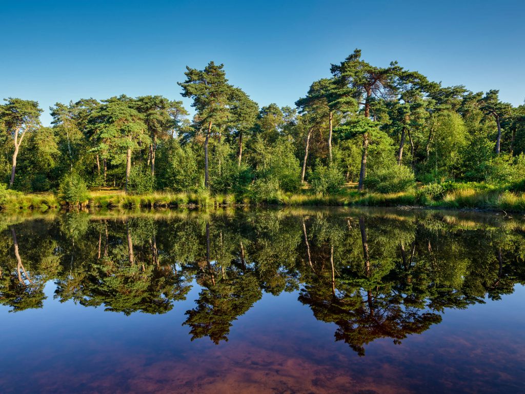 Reflejo en el estanque del bosque