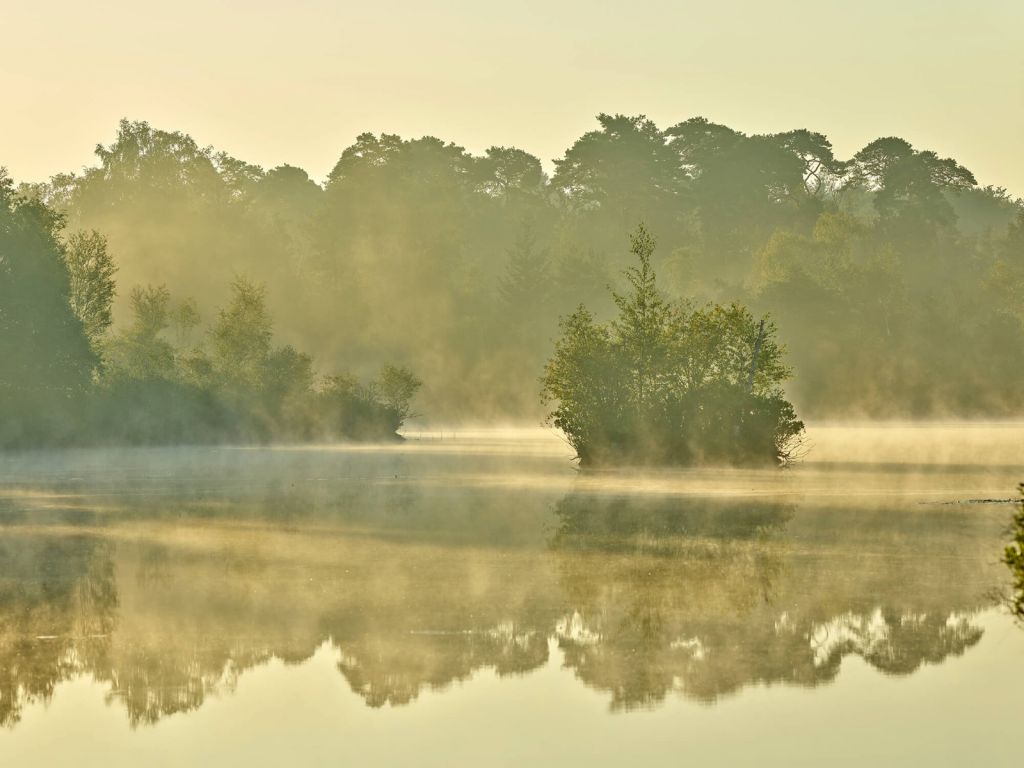 Niebla sobre un lago del bosque