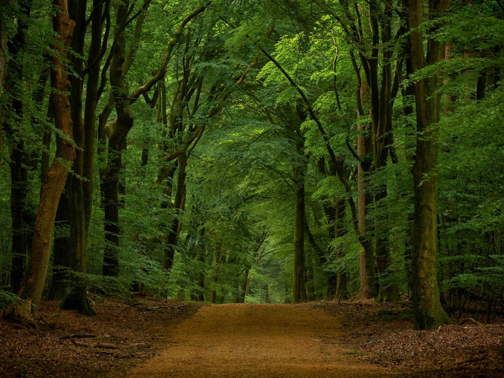 Camino a través del bosque