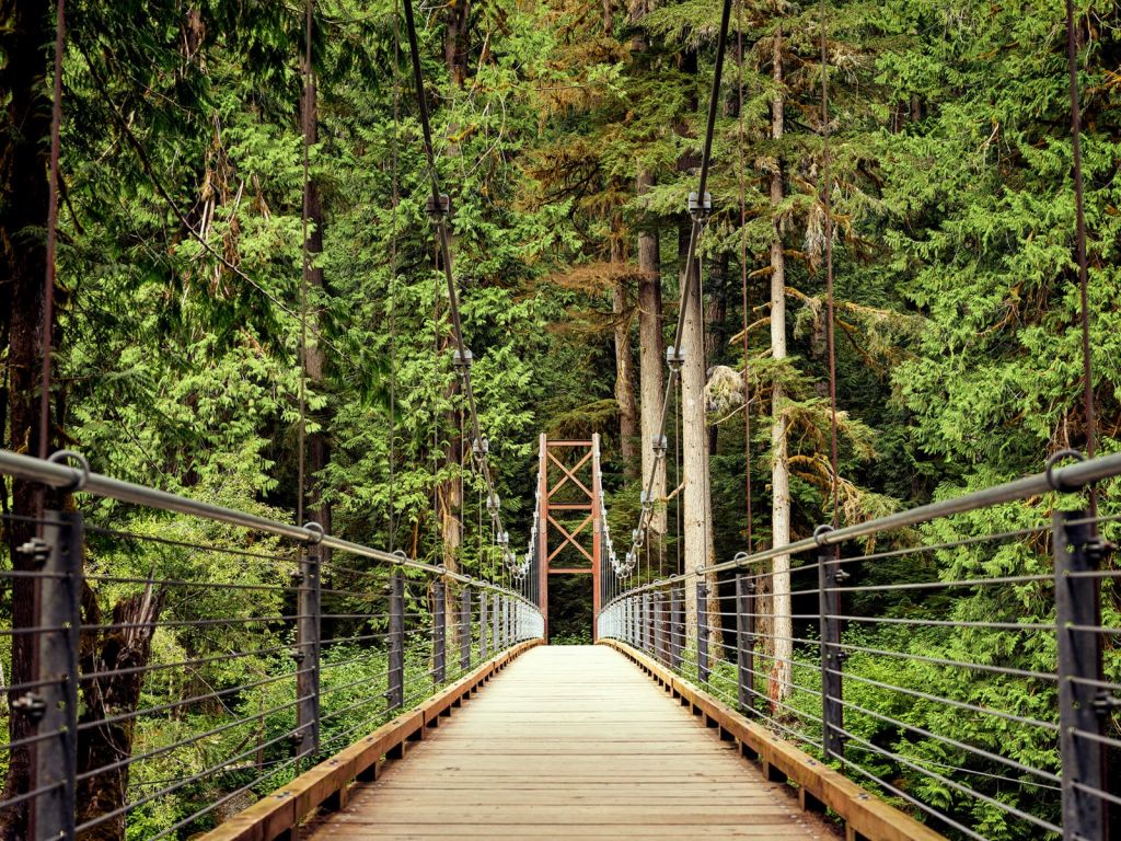 Puente a través del bosque