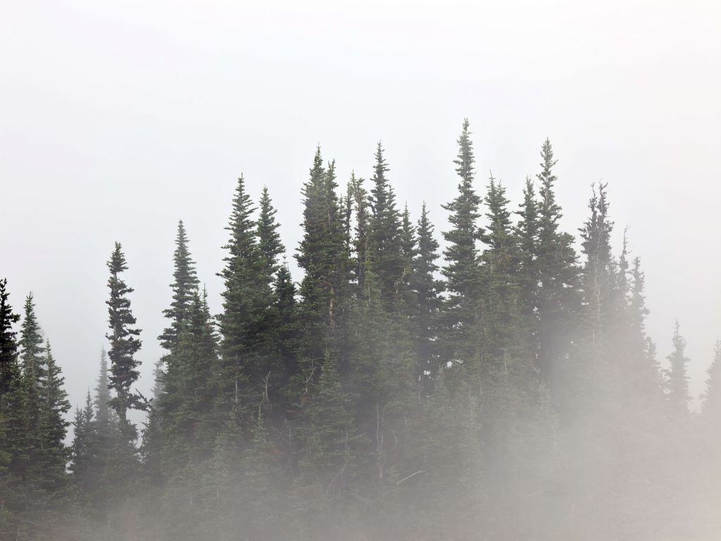 Árboles en la niebla