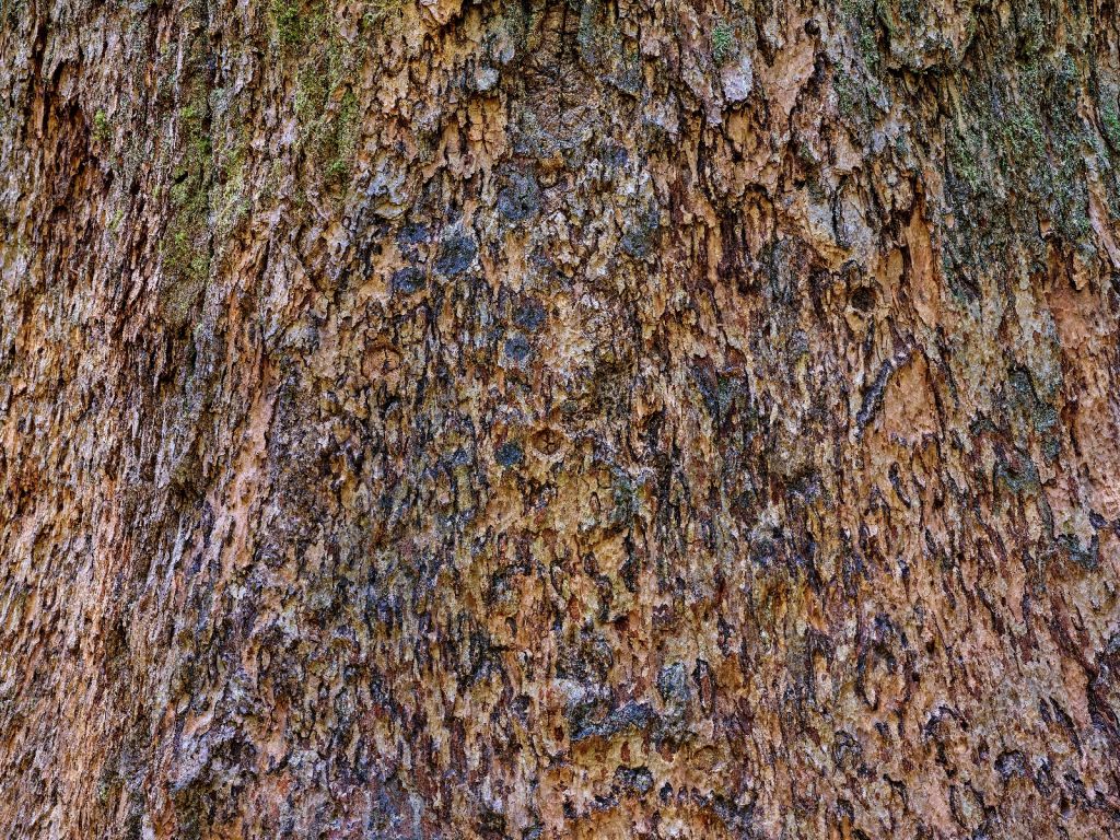 Corteza de árbol marrón