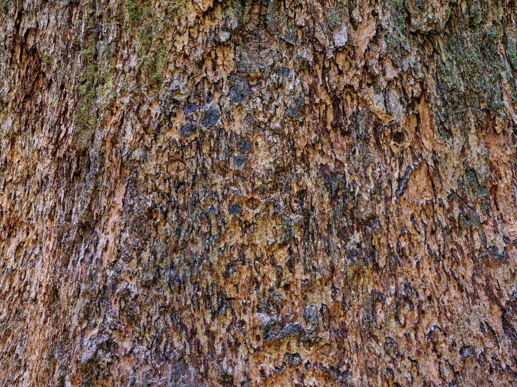 Corteza de árbol marrón