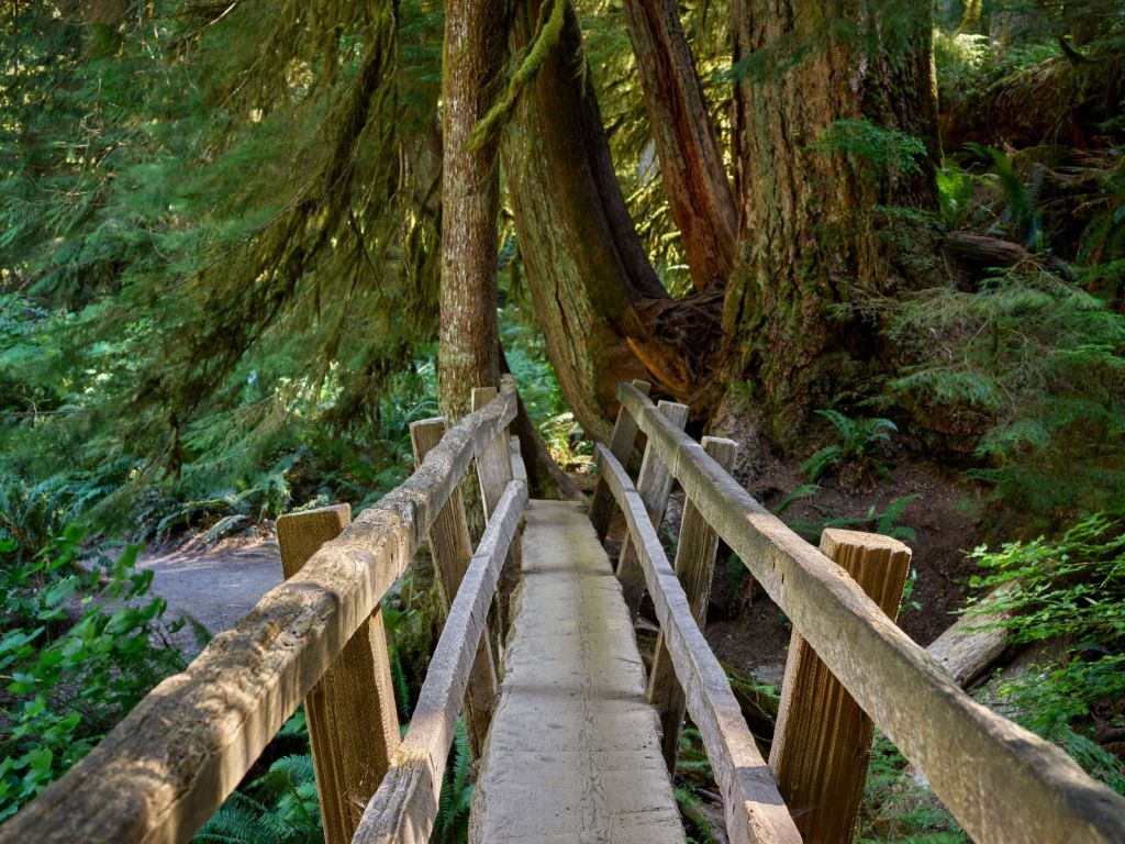 Puente de madera a través del bosque