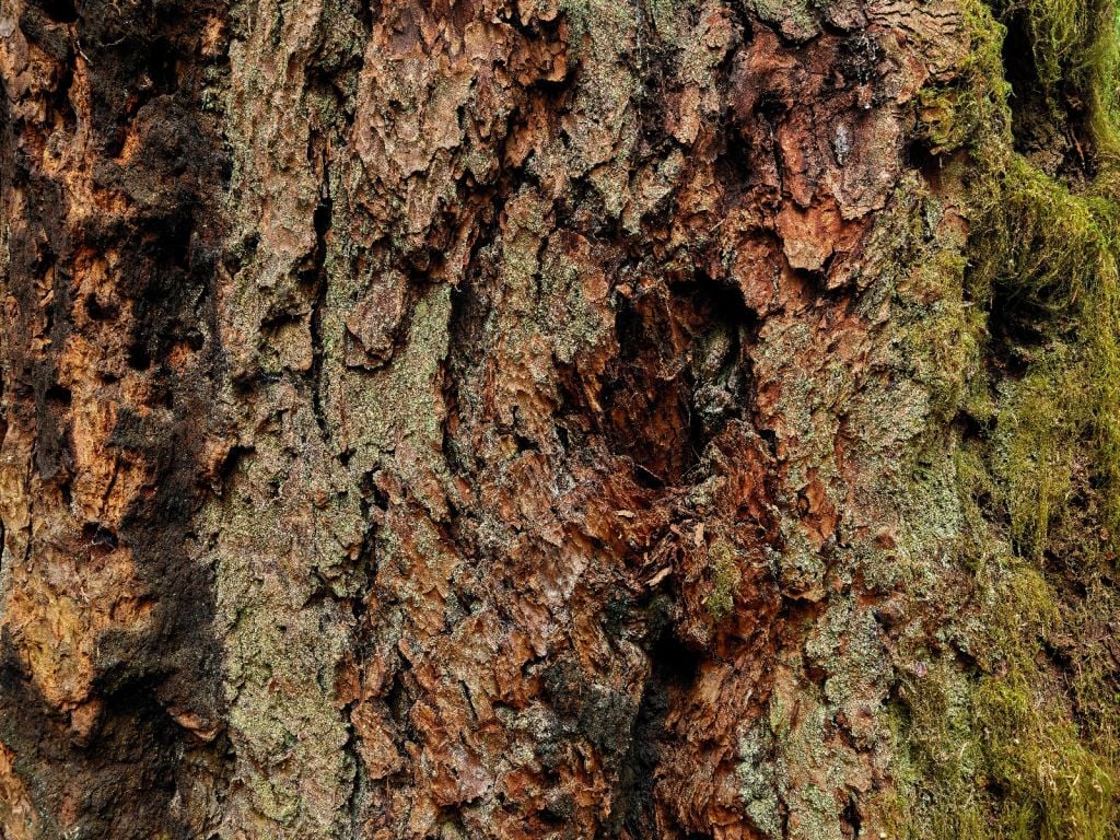 Corteza de árbol viejo