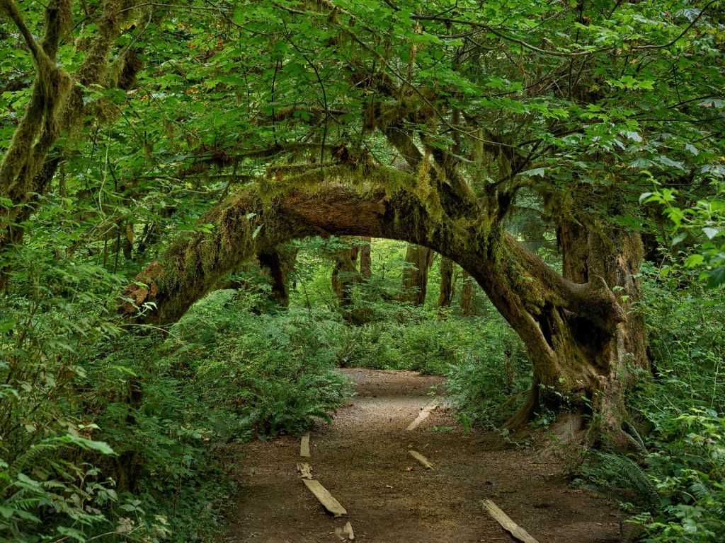 Árbol en un arco