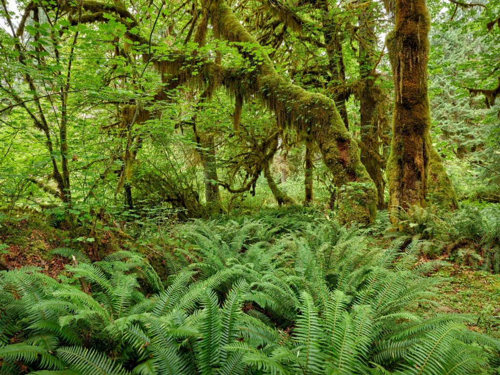 Helechos en un viejo bosque