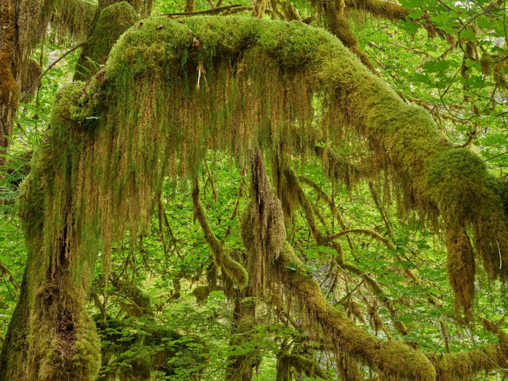 Ramas detalladas