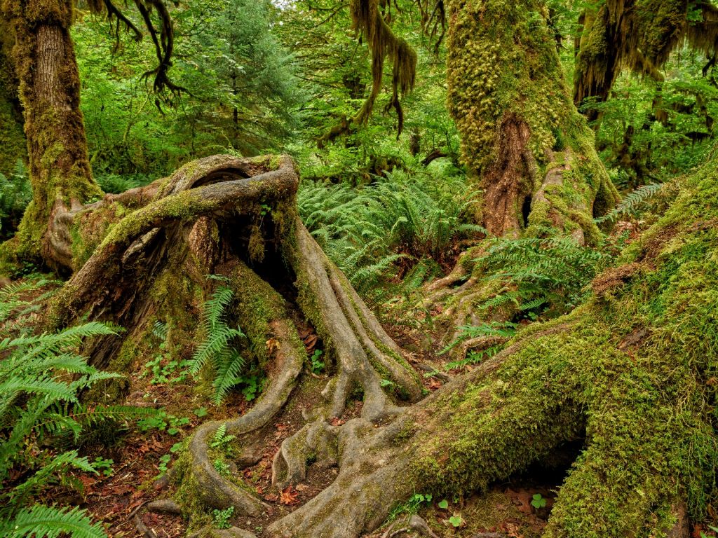 Raíces de árboles ornamentales