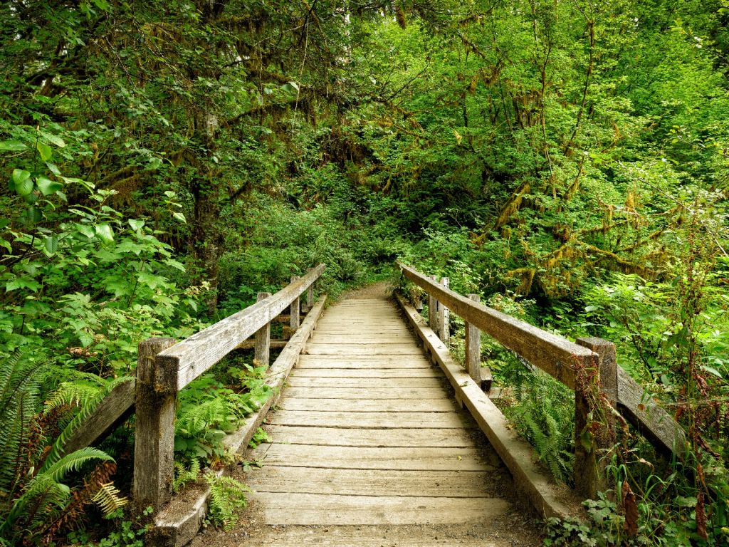 Puente de madera