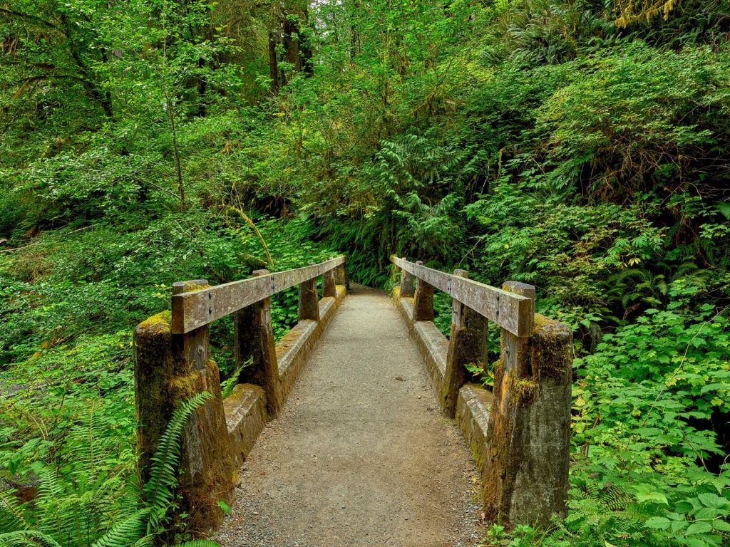 Puente en el bosque