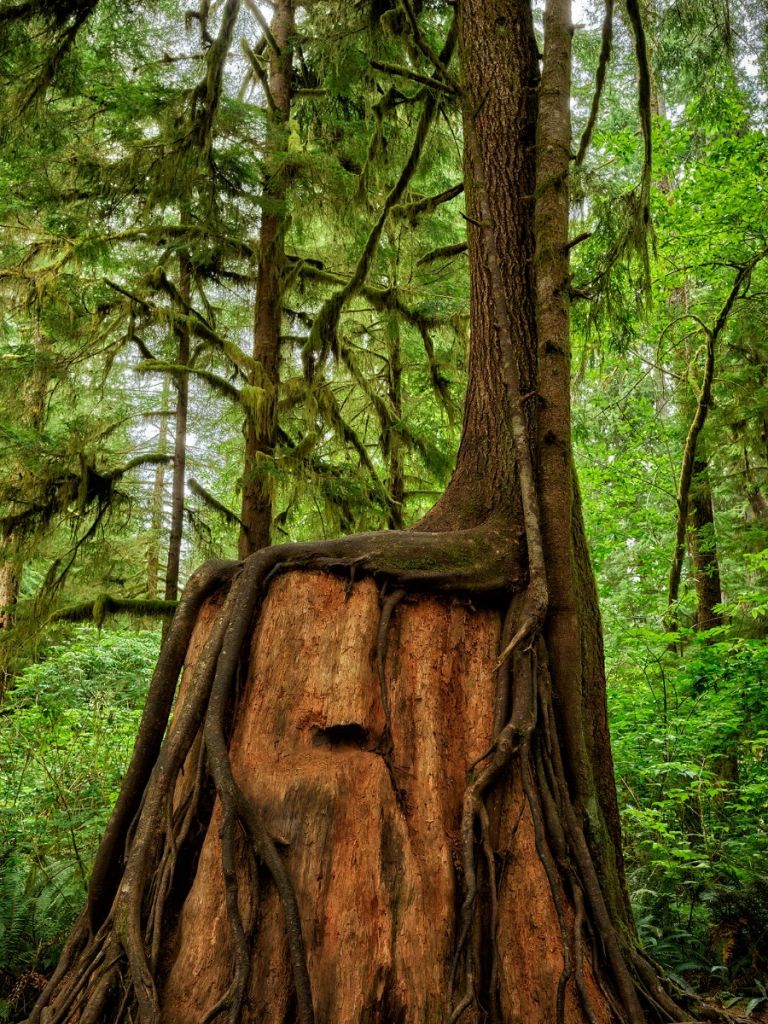 Árbol en un árbol