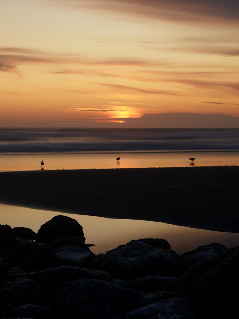 Pájaros al atardecer