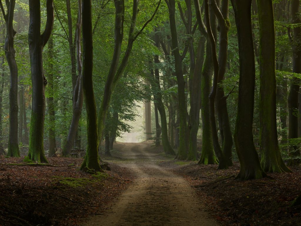 Camino de arena en el bosque