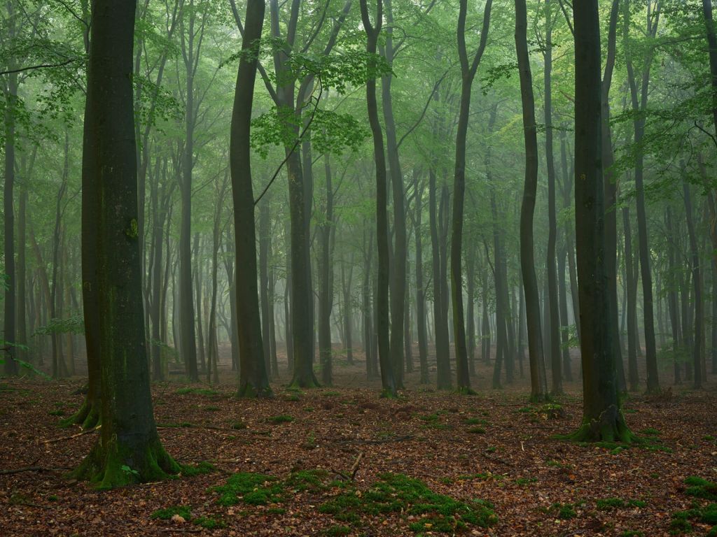 Niebla en el bosque