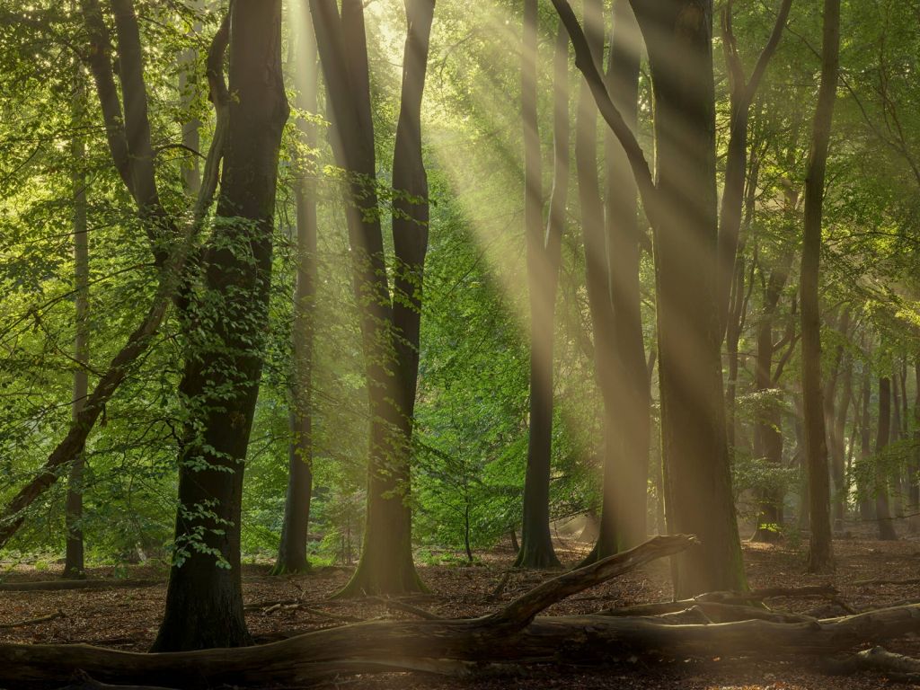 Arpas de sol en el bosque