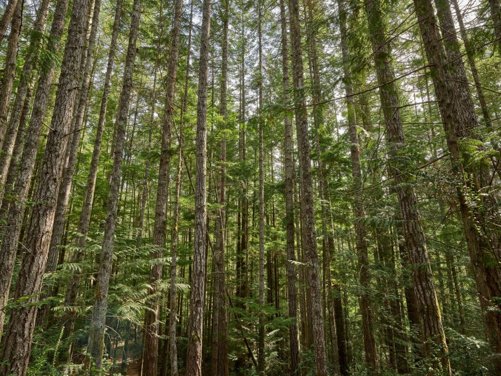 Árboles delgados en el bosque