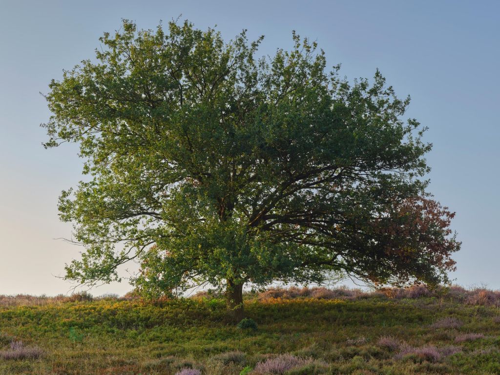 Árbol solitario en el páramo