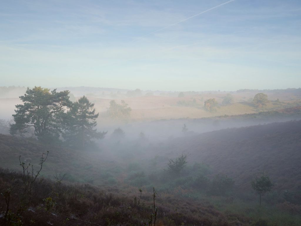 Niebla en el páramo