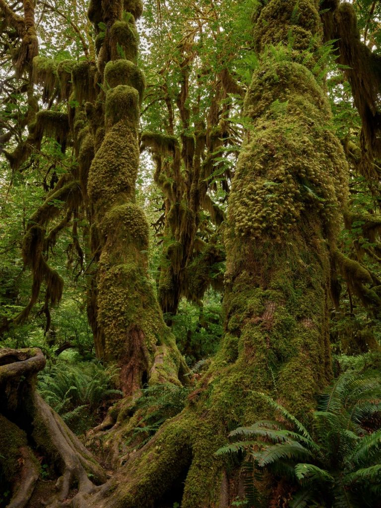 Árboles en una selva tropical