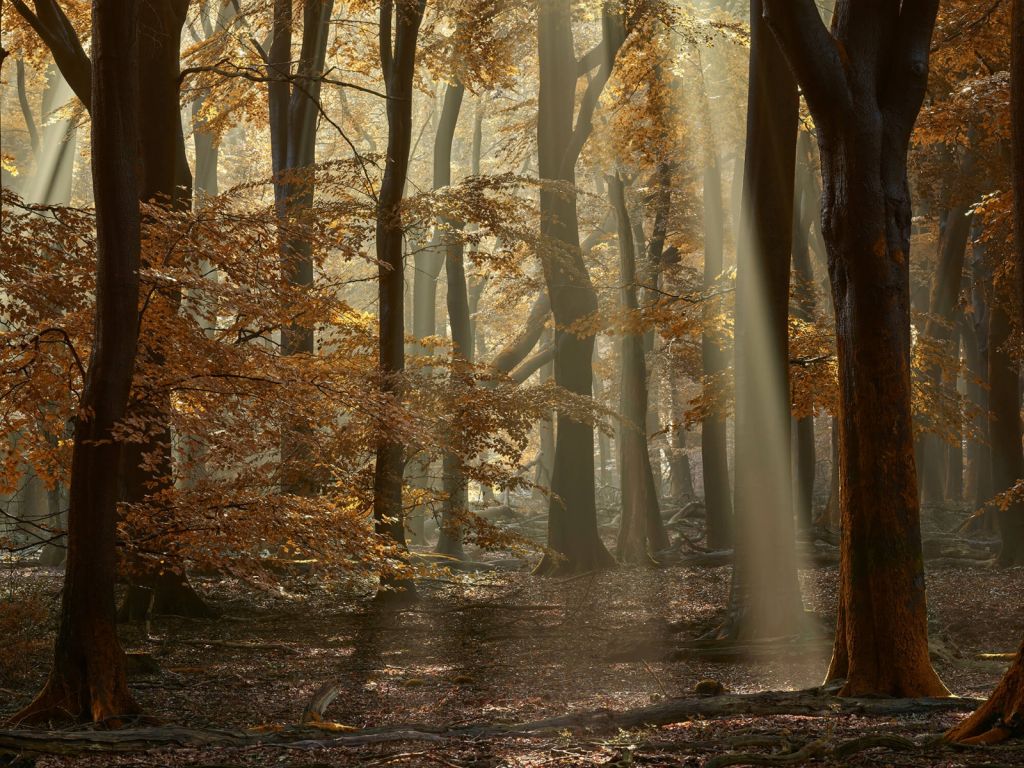 Colores otoñales en el bosque