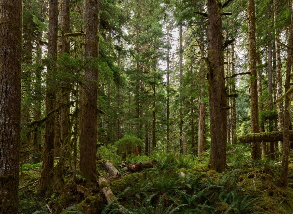 Bosque salvaje