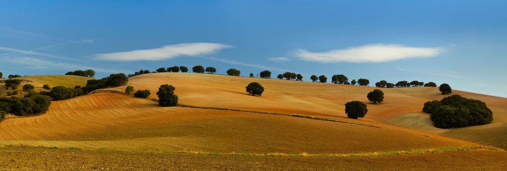 Árboles en el paisaje español
