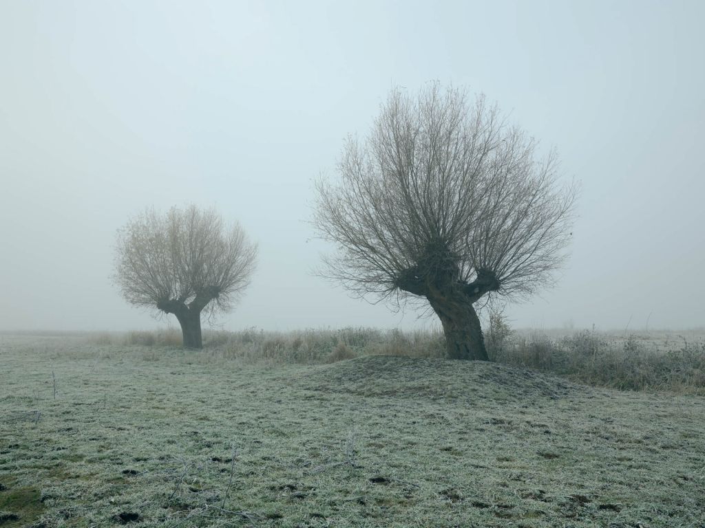 Sauces de Pollard en la niebla