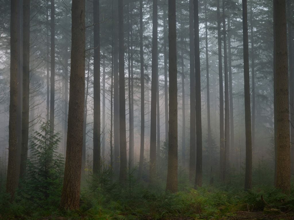 Bosque verde nebuloso
