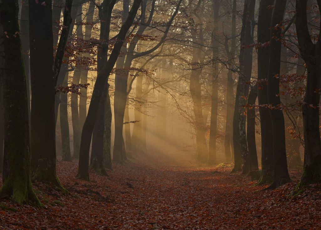 Misterioso bosque otoñal