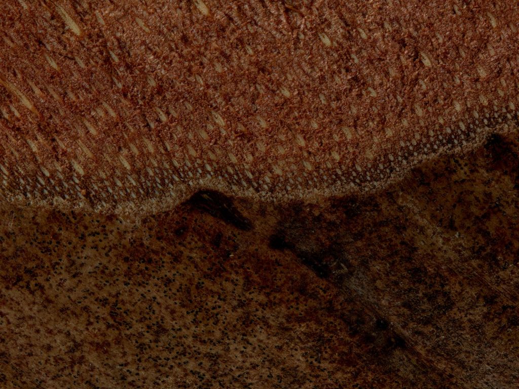 Tuerca