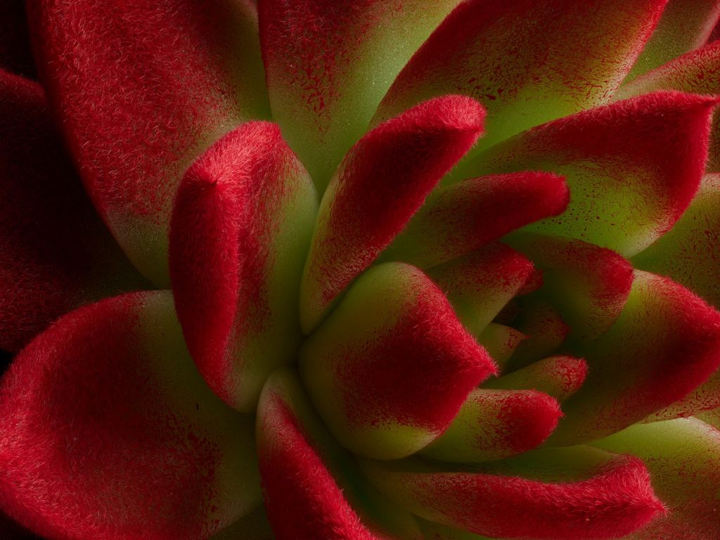 Cactus rojo