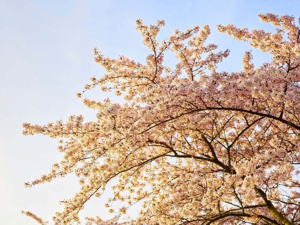 Rama de flor en flor