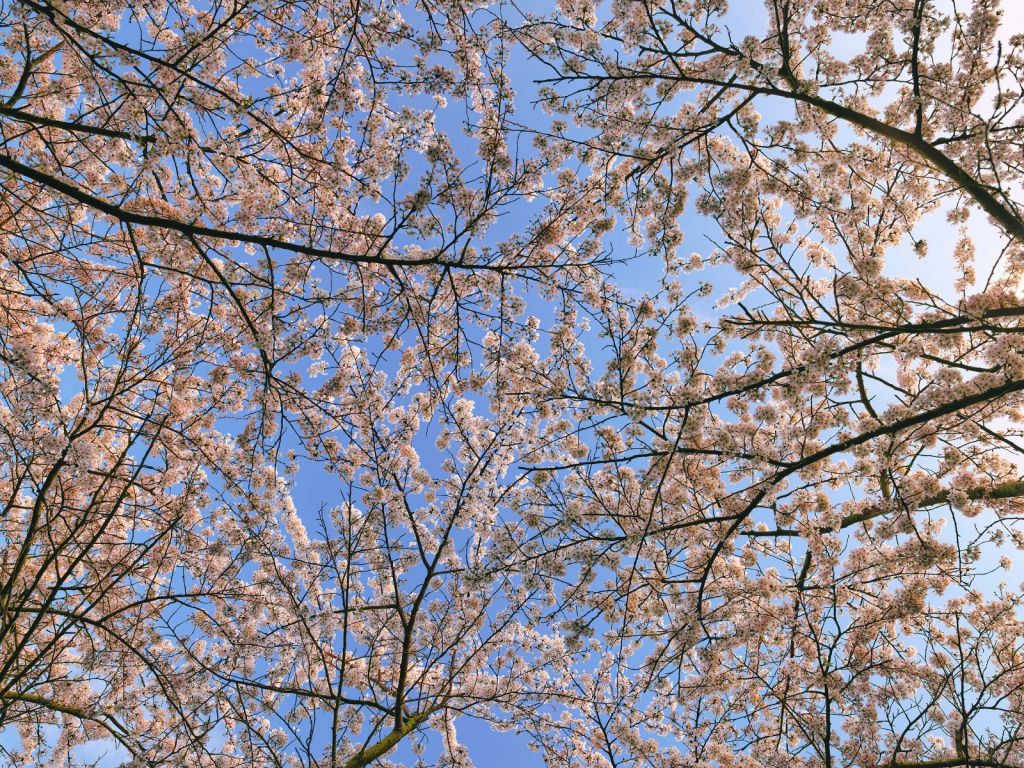 Ramas en flor