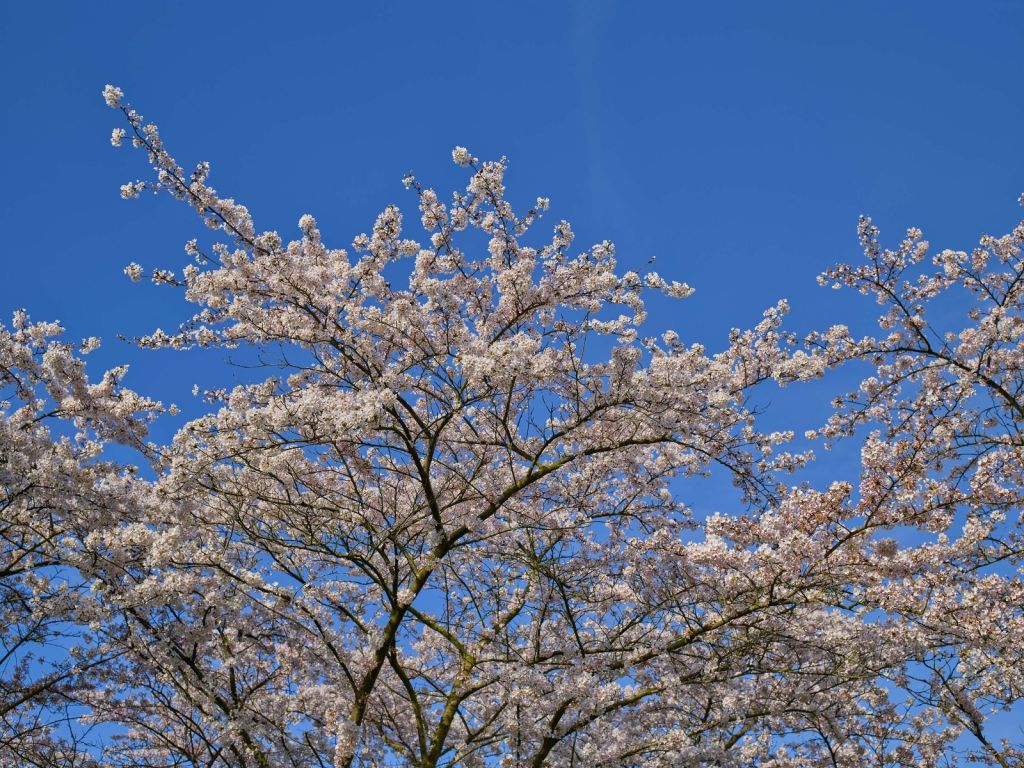 Flor con cielo azul