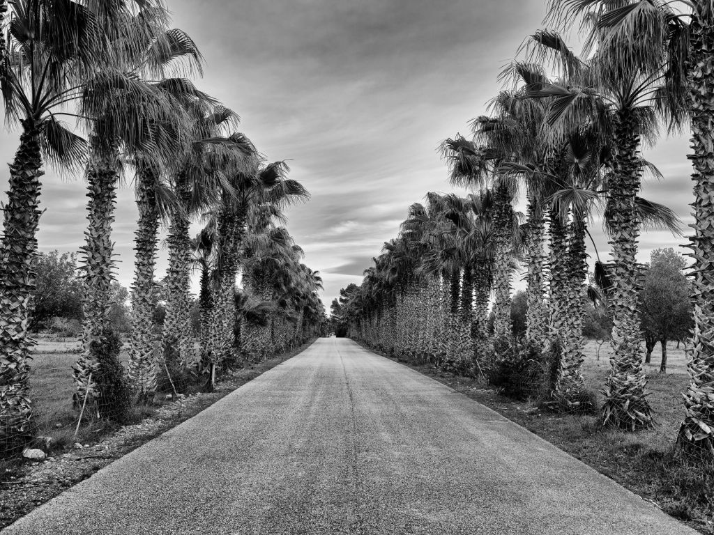 Calle con palmeras