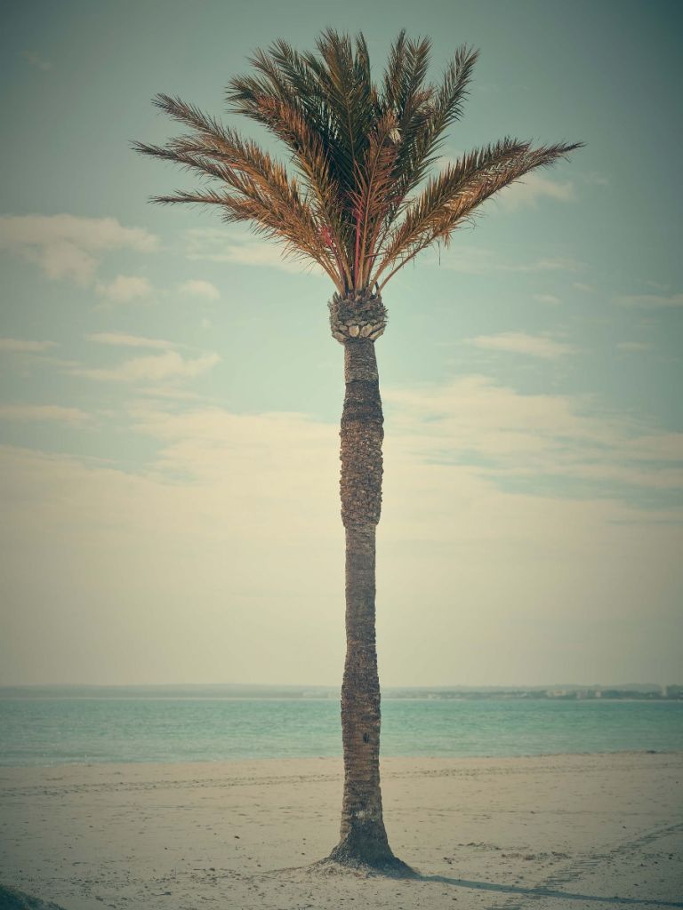 Palmera vintage