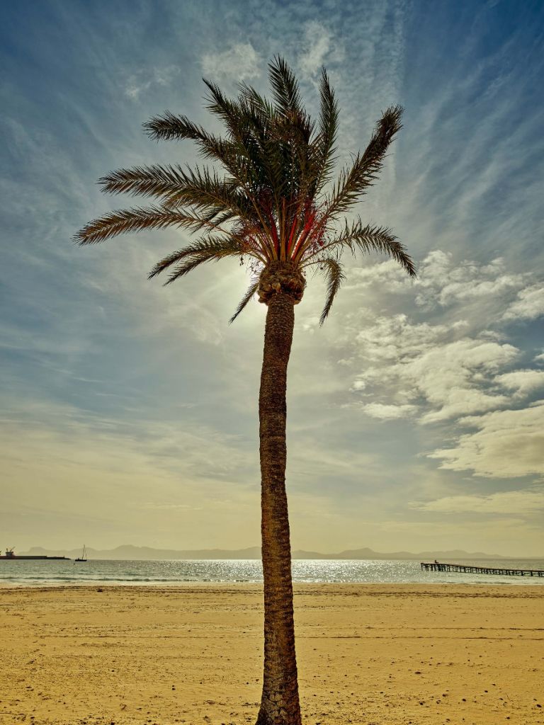 Palmera al sol