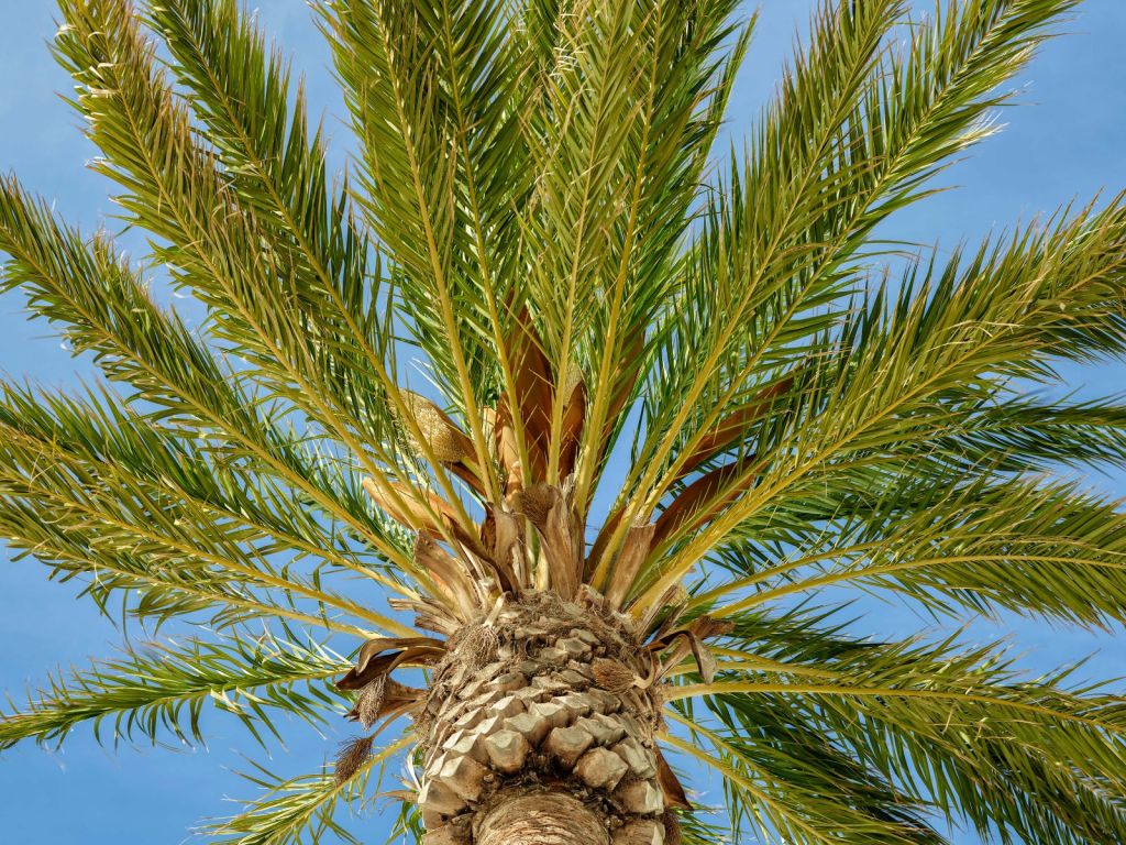Palmera tropical